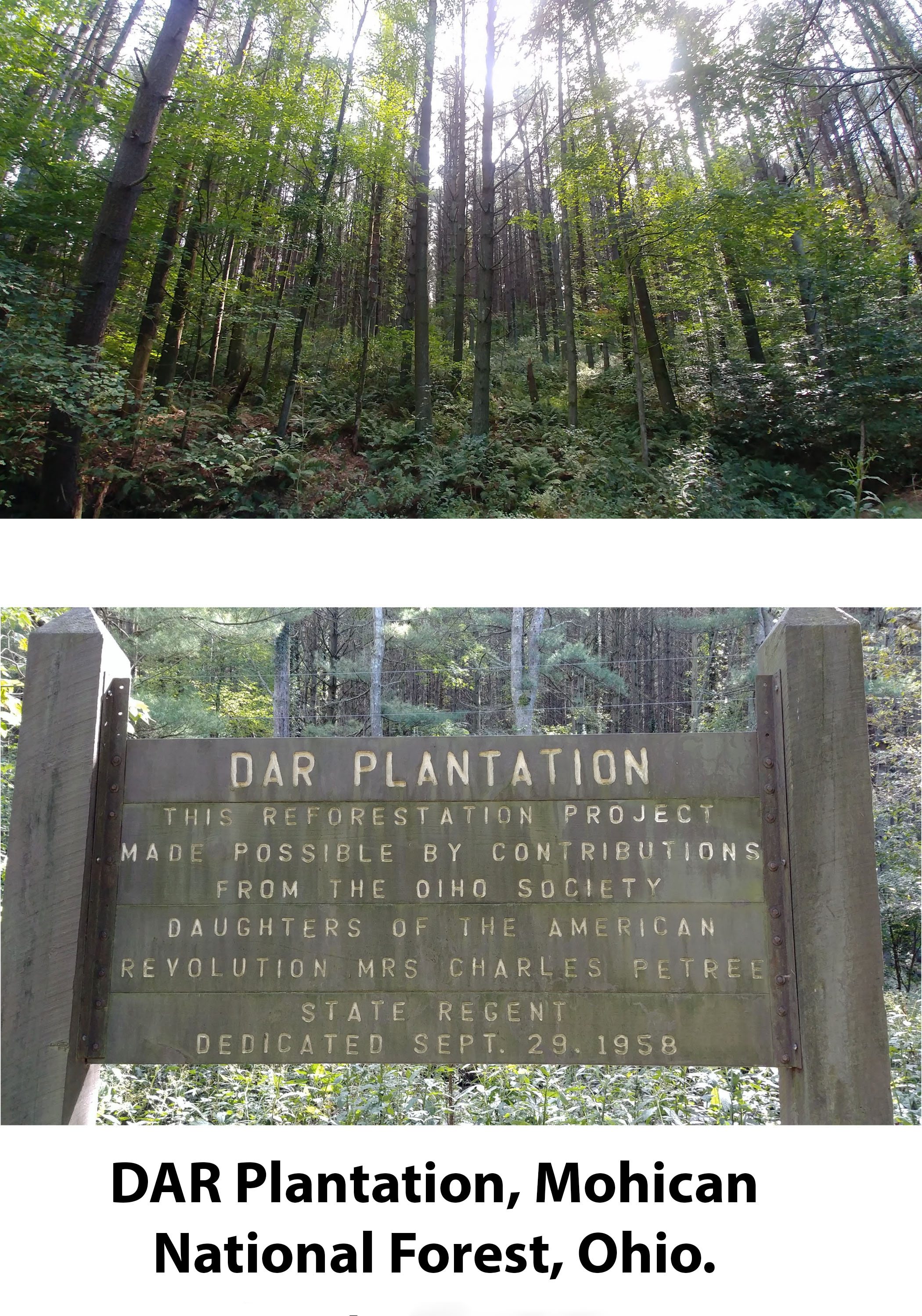 DAR Plantation at Mohican National Forest